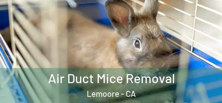 Air Duct Mice Removal Lemoore - CA